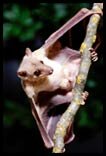 Egyptian Bat