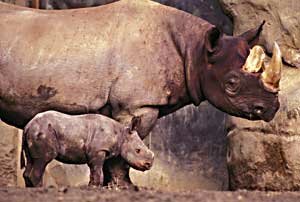 Rhino with baby