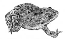 Spotted Frog drawing