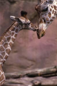 Giraffes