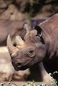 Rhino