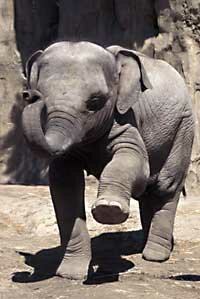 Elephant