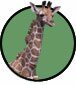 baby giraffe
