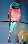 bee eater
