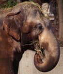 An elephant eating.