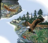 Eagle