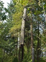 Setting Artificial Perching Tree