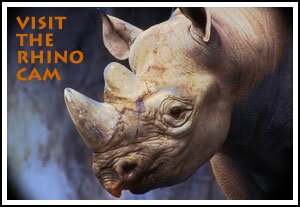 rhino