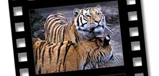 Tiger Pair