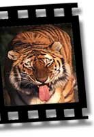 Tiger Tongue