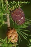 Larix Occidentalis