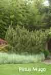 Pinus Mugo