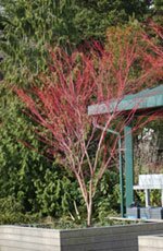 Acer Palmatum