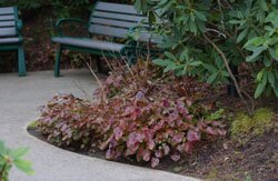 Epimedium