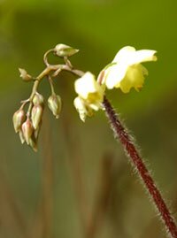 Epimedium Grandiflora