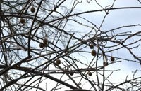 Kiwi Tree