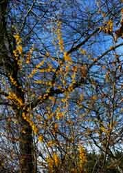 Tree View