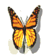 Animated Butterfly