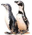Party Penguins