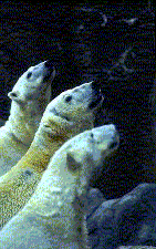 polar bear puzzle