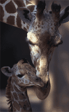 giraffes puzzle