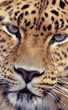 amur leopard puzzle