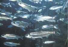 A school of Salmon