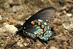 Pipevine Swallowtail