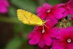 Sleepy Orange Sulphur