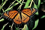 Viceroy