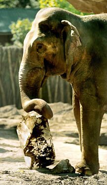 Hugo the elephant