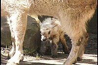 Lily the Baby Mountain Goat