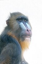 Kinny the Mandrill