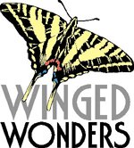 Winged Wonders