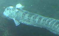 Wolf Eel