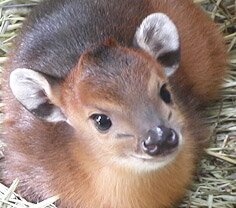 duiker