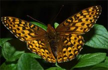 Oregon Silverspot Butterfly