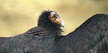 Condor