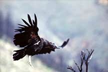 Condor flying