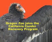 Condor Recovery Program