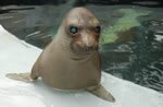 elephant seal