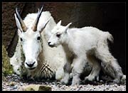 Mountain Goats