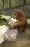 Orang with Gifts