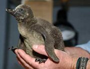 Penguin Chick