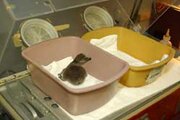 Penguin Chick