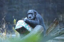 Chimp Opening Present