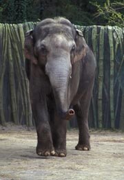 Packy walking