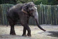 Packy walking