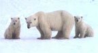 polar bears