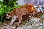 Image of a cougar (felis concolor)